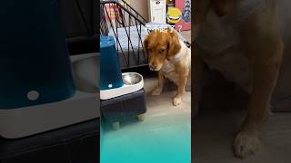 Owner buys automatic dog feeder and the ending😂😂 funnypets pets cutespets funnydogs funny dog [upl. by Enialahs505]