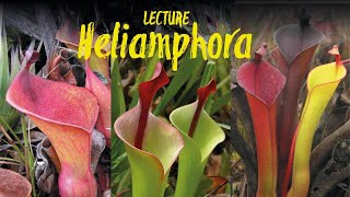 Heliamphora  the marsh pitcher plants  of the tepui mountains lecture by Stewart McPherson [upl. by Connelley44]