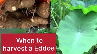 When is the right time to harvest your eddoes tarococo [upl. by Derk]