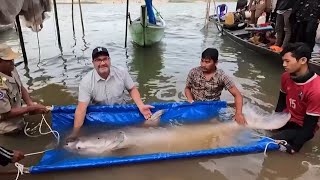 Conservation Efforts in Cambodia Saving Mekong Catfish [upl. by Stephenie929]