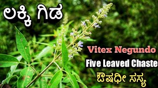 ಲಕ್ಕಿ ಗಿಡ Five Leaved Chaste Vitex Negundo [upl. by Anyotal267]