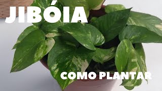 Como plantar Jibóia [upl. by Haydon]