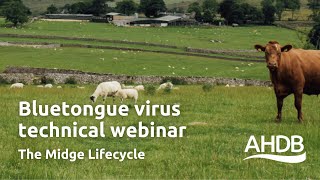 Bluetongue Virus  The Midge Lifecycle  AHDB Webinar [upl. by Enilaf]