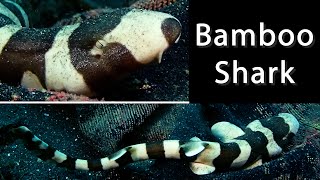 Bamboo Shark  And it briefly walks [upl. by Bradway720]