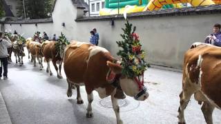 Almabtrieb in Fügen Zillertal 19092015 [upl. by Bellina]