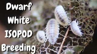 Dwarf White Isopods Culture Breeding Made Simple [upl. by Ayatnahs321]