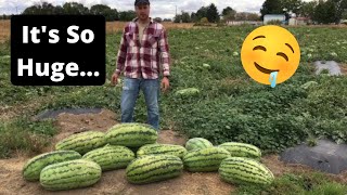 Massive 55 Pound Watermelon Goes VIRAL [upl. by Hemetaf]