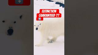 Inevitable Extinction Of A Bearpolarbear [upl. by Ayidah46]