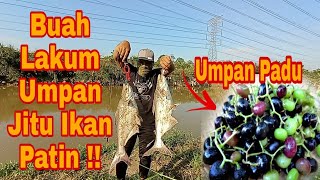 DOUBLE STRIKE PATIN 4KG amp 3KG ON UL  UMPAN BUAH LAKUM MEMANG PADU [upl. by Ativad]