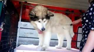 Alaskan Malamute Maeya getting groomed [upl. by Kcirednek]