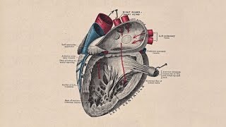 STORY OF A HEARTDevelopment of Interatrial Septum  Interventricular Septum and Trunchus Arteriosus [upl. by Orsino]