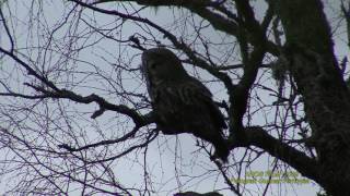 LAPPUGGLA Great Grey Owl Strix nebulosa Klipp  1968 [upl. by Ennayram]