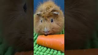 Carrot time pet cuteanimals guineapig cute pets animals capybara guineapigs [upl. by Zed587]