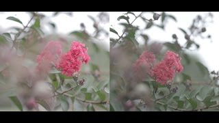 Canon 5D Mark IV Vs Lumix GH4 4k Test [upl. by Jilly]