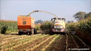 Claas Jaguar 960 mais hakselen 2013  Hoornaert Rogghe uit Vinkt [upl. by Sydney]