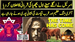 Israel Sacrificing Red Heifer In April  End time Prophecy  Urdu  Hindi [upl. by Hermy]