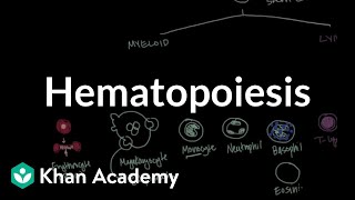 Hematopoiesis  Hematologic System Diseases  NCLEXRN  Khan Academy [upl. by Friede]