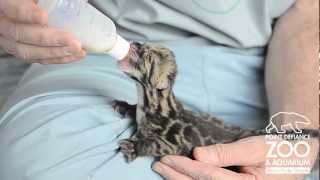 Endangered clouded leopard cubs born at Point Defiance Zoo amp Aquarium [upl. by Eenad834]