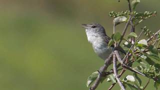 quotLeastquot Bells Vireo [upl. by Ottilie20]