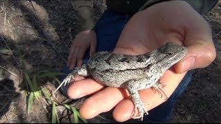 Texas Spiny Lizard Sceloporus olivaceus [upl. by Irvin]