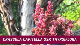 CRASSULA CAPITELLA THYRSIFLORA 💖 Red Pagoda  Cuidados y Reproducción [upl. by Magen]