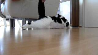 Epileptischer Anfall Kater Willi [upl. by Trillbee]