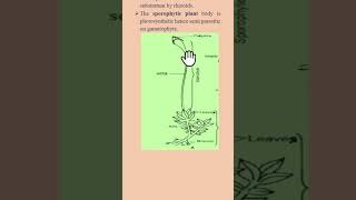 Alternation of generation Funaria bryophytes 1stsemesterexam biology Life cycle of Funaria [upl. by Aydiv229]