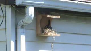 Robin Bird House A Nest Box For American Robins Doves Nesting Shelf [upl. by Clementia306]