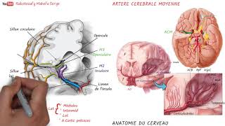 ANATOMIE DU CERVEAU  3è Partie  Artères  IV  Artère Cérébrale Moyenne  Artère Ophtalmique [upl. by Nitsyrk]