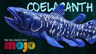 Mojo Fun Coelacanth Review [upl. by Lekzehcey84]