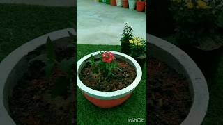 Prepare soil mix with cocopeat vermi compost gardensoil welldrainedsoil plants pupstopplant [upl. by Quigley]