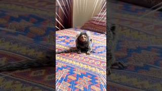 Pocket Monkey 🐒 khareed liya Aaj to Kamal Ho Gaya🥰🥰  animal pets birds fishpets shortfeed [upl. by Eetnuahs]