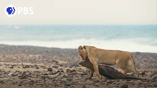 Extraordinary Lion Behavior Caught on Camera [upl. by Eenram]