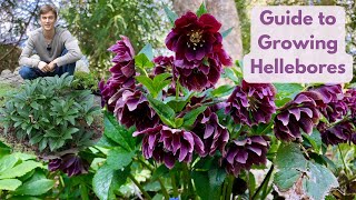 Hellebores  Complete Growing Guide  Best Evergreen Shade Perennial [upl. by Pogue654]