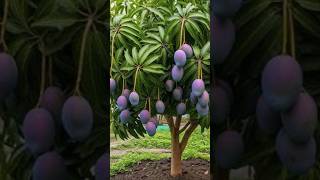 Grow mango trees faster with tomato hormones for beginners [upl. by Aianat]