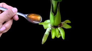 Only pour 1 spoon An orchid leaf immediately took root and magically bloomed [upl. by Natsreik]