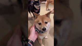 osaka vlog got ignored by the cute shibas at the mameshiba cafe but its okay cafe osaka travel [upl. by Safire]