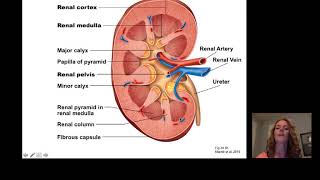 Introduction to Renal [upl. by Ardnait]