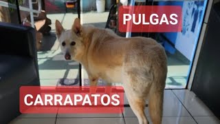 COMO ELIMINAR PULGAS E CARRAPATOS Thalita Portugal Veterinária está ao vivo [upl. by Simons]