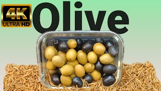 Mealworms Vs Olive 9 Day 4K Mealworms timelapse [upl. by Retrop]