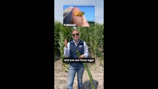 Expert Tips for Scouting Late Season Corn Rootworm [upl. by Ivana]