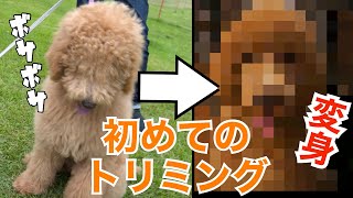 【スタンダードプードル子犬】初めてのトリミングに行ったら別犬になって戻ってきた❗️ [upl. by Derfliw631]