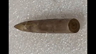 SQUID FOSSIL  RARE  TEXAS  Belemnite San Marcos  Del Rio Formation  Cretaceous [upl. by Ecinehs101]