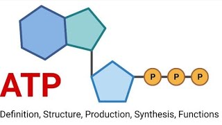 ATPADENOSINE TRIPHOSPHATEbasicssschscboard2024 [upl. by Borrell531]