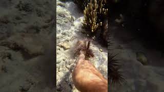 Killing the CrownOfThorns starfish to protect the reef and feeding it to the fish indonesia [upl. by Eenaj851]