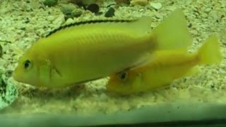 Female and Male Yellow fishes [upl. by Sinnej]