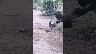 Peahen vs Crow birds [upl. by Younglove]