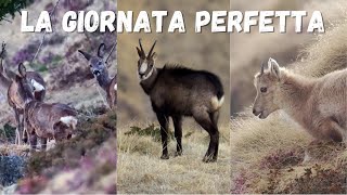 Fotografare gli animali in montagna ðŸ¦ŒðŸ [upl. by Lidaa]