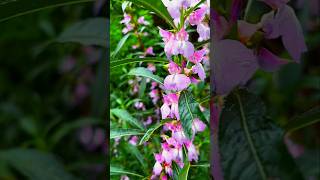 Impatiens balsamina plant Western Ghats Flowers  nature flower trending shorts [upl. by Macpherson]