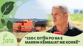 “150€ ditën po na e marrin këmbajat me korrë Unë këtë vit mbi 6 ton kam arritë me nxjerrë hektarin” [upl. by Assenaj]